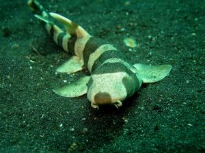 By Steve Childs (originally posted to Flickr as Bamboo Shark) [CC BY 2.0 (http://creativecommons.org/licenses/by/2.0)], via Wikimedia Commons