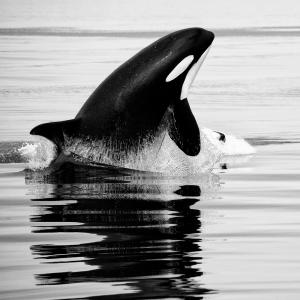 "Orcas & humpbacks (3730255159)" by Christopher Michel - orcas & humpbacksUploaded by russavia. Licensed under CC BY 2.0 via Wikimedia Commons - http://commons.wikimedia.org/wiki/File:Orcas_%26_humpbacks_(3730255159).jpg#mediaviewer/File:Orcas_%26_humpbacks_(3730255159).jpg