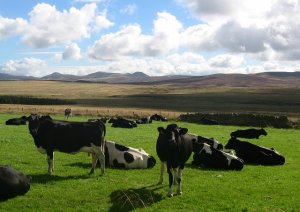 "Ainville Friesians - geograph.org.uk - 50753" by Richard Webb. Licensed under CC BY-SA 2.0 via Wikimedia Commons - https://commons.wikimedia.org/wiki/File:Ainville_Friesians_-_geograph.org.uk_-_50753.jpg#/media/File:Ainville_Friesians_-_geograph.org.uk_-_50753.jpg